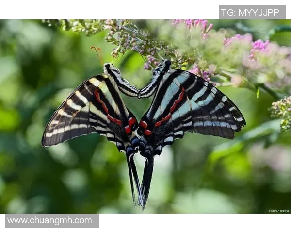 掠夺者与企鹅的生存斗争揭示自然界的残酷法则与生态平衡的重要性